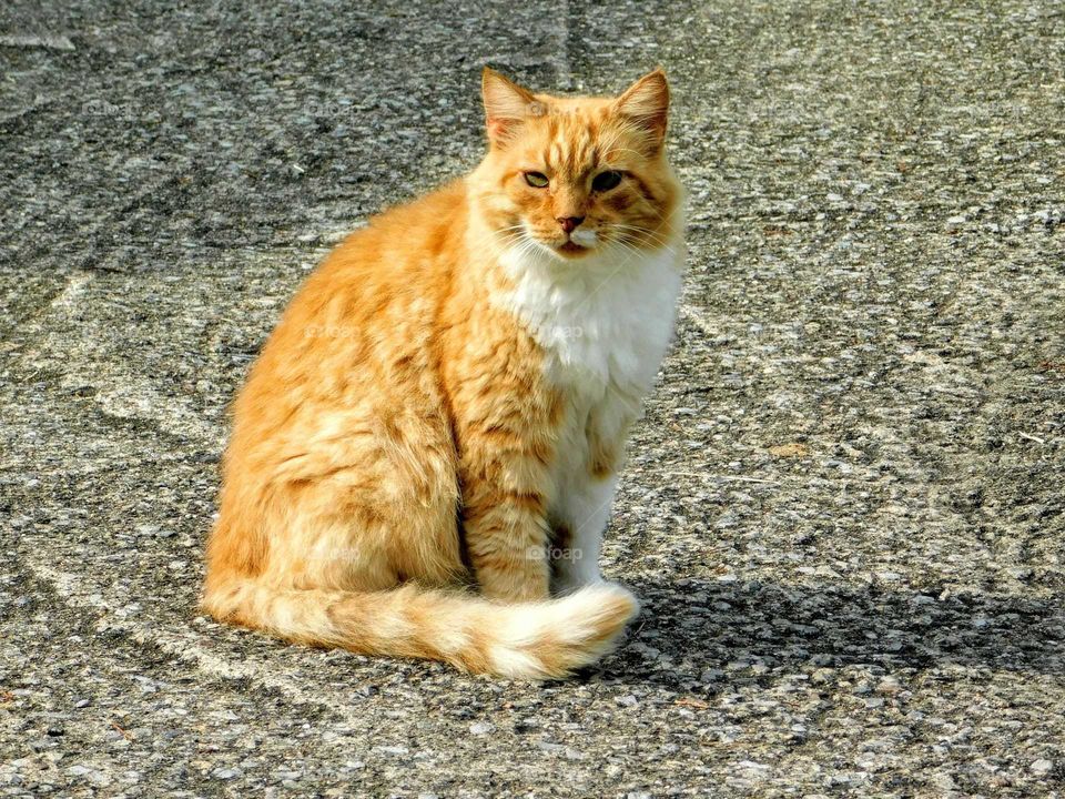 Orange Tabby