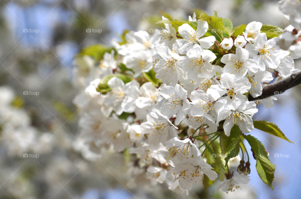 White blossom . In London 
