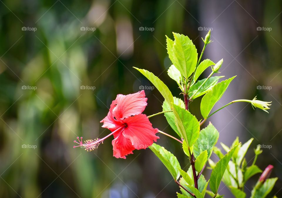 Wild hibiscus growing freely near the ocean on the island of Hawaii