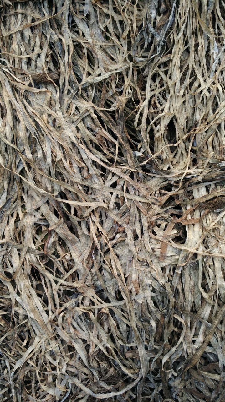 Dried grass on the side of the beach