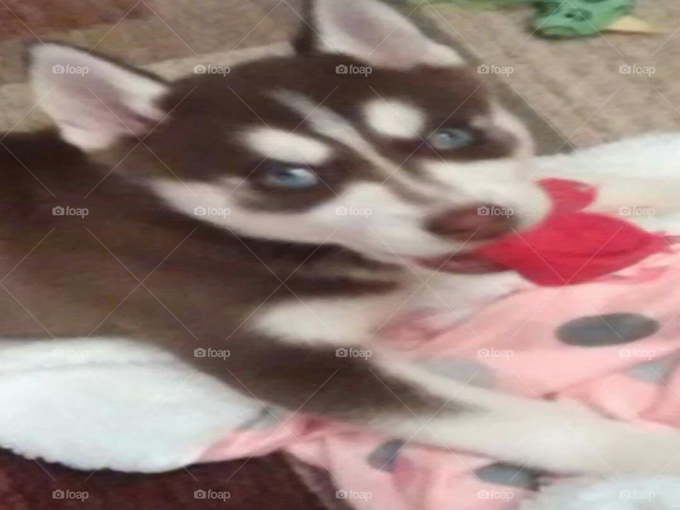 A Husky And His Toy