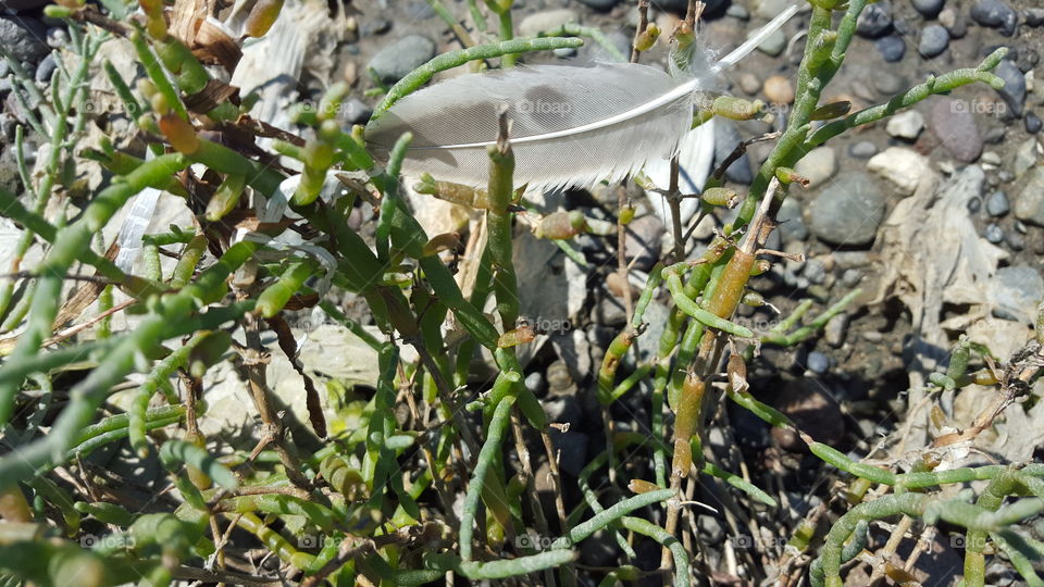 feather in seaweed