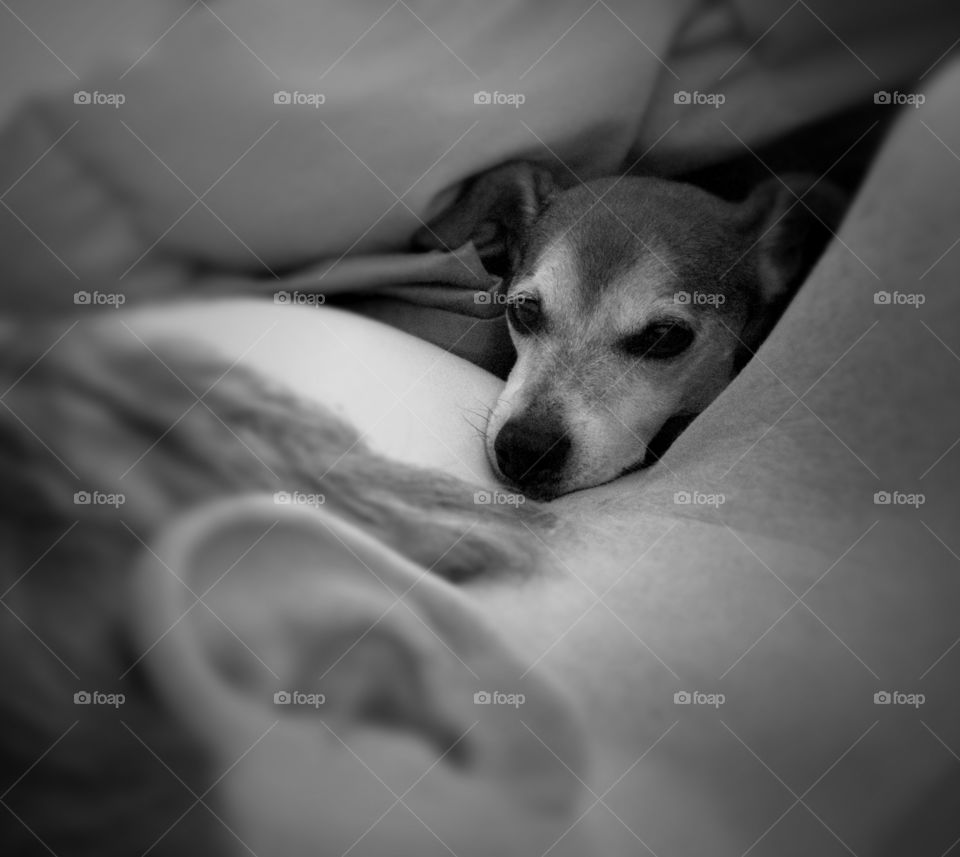 bed dog sleep black and white by jillsager
