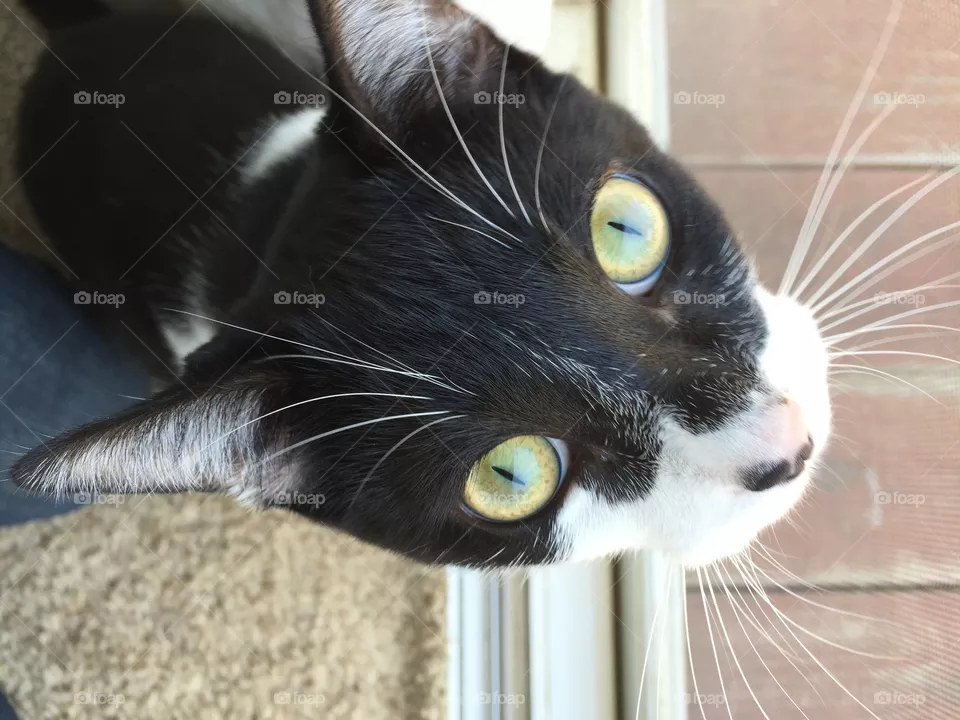 Kitty cat pretty eyes, pretty face, pretty picture