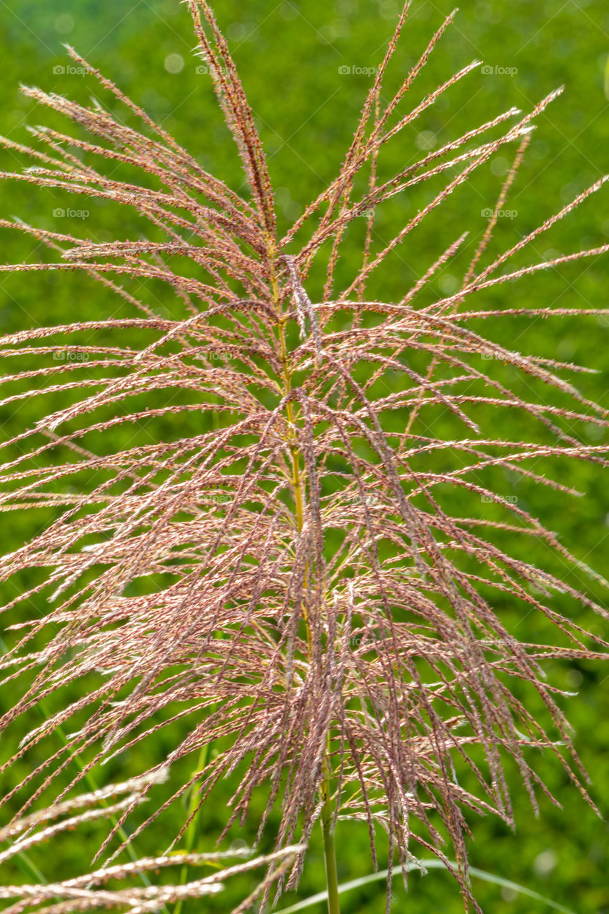 Miscanthus sinensis, the eulalia or Chinese silver grass, is a species of flowering plant in the grass family Poaceae