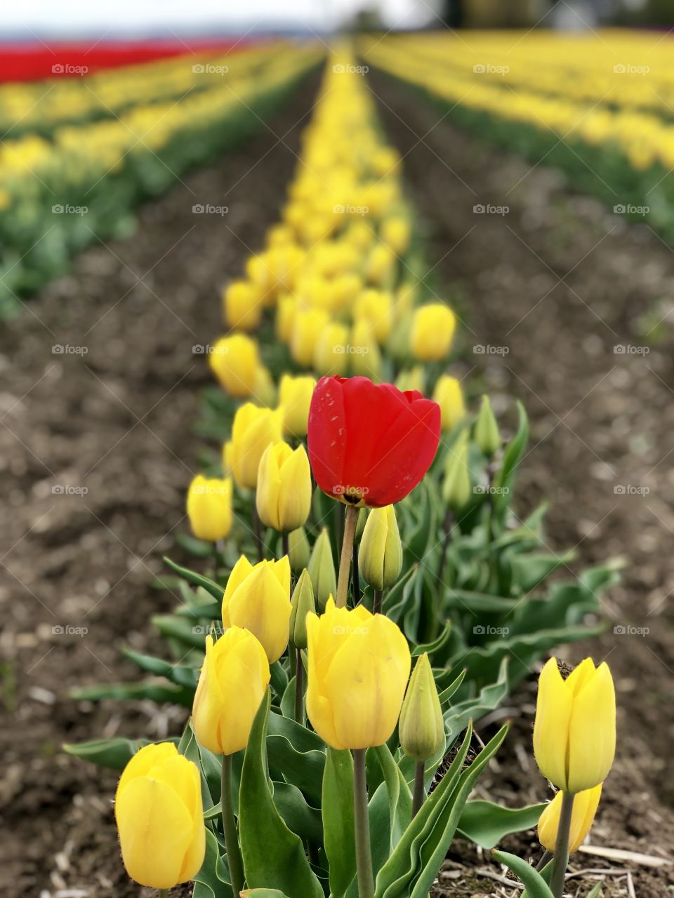 Foap Mission Clash Of Colors! Single Red Tulip In A Field Of Yellow Tulips!