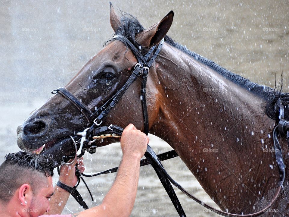 Royal Posse. Post race cooling down. Royal Posse gets a cool spraying with a hose after running a great race at Saratoga.
Fleetphoto
