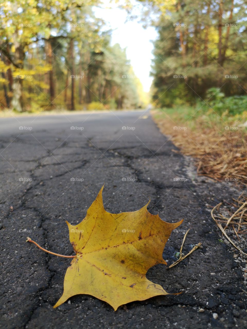 Yellow leaf on the road. Zielona Góra. Poland