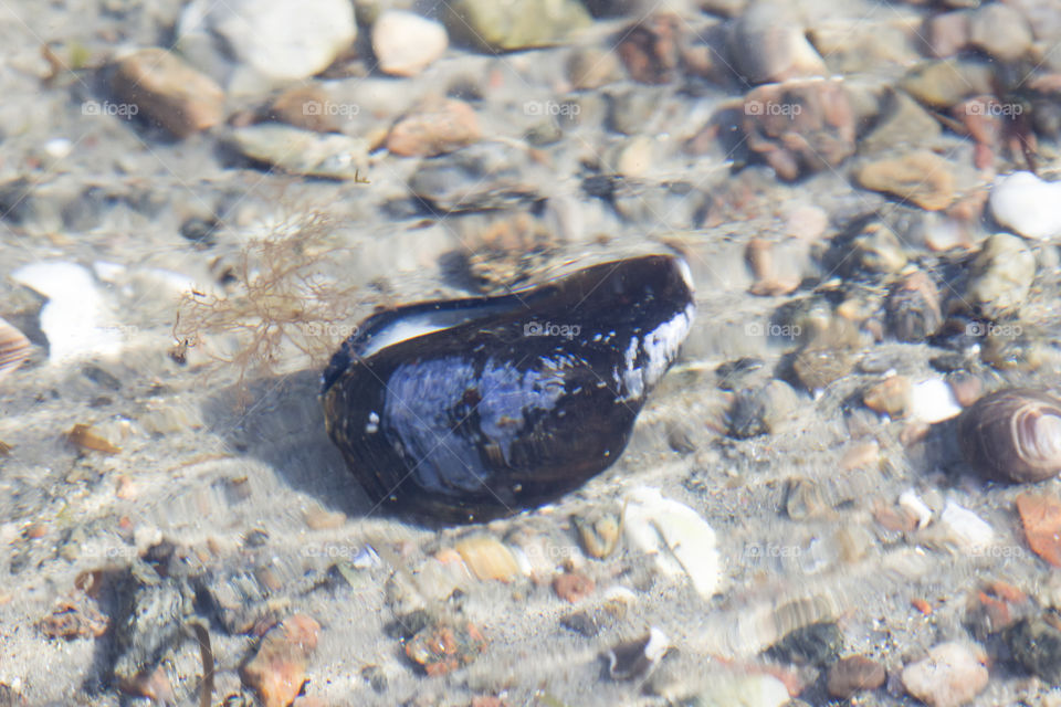 Blue seashell on the bottom of the sea 