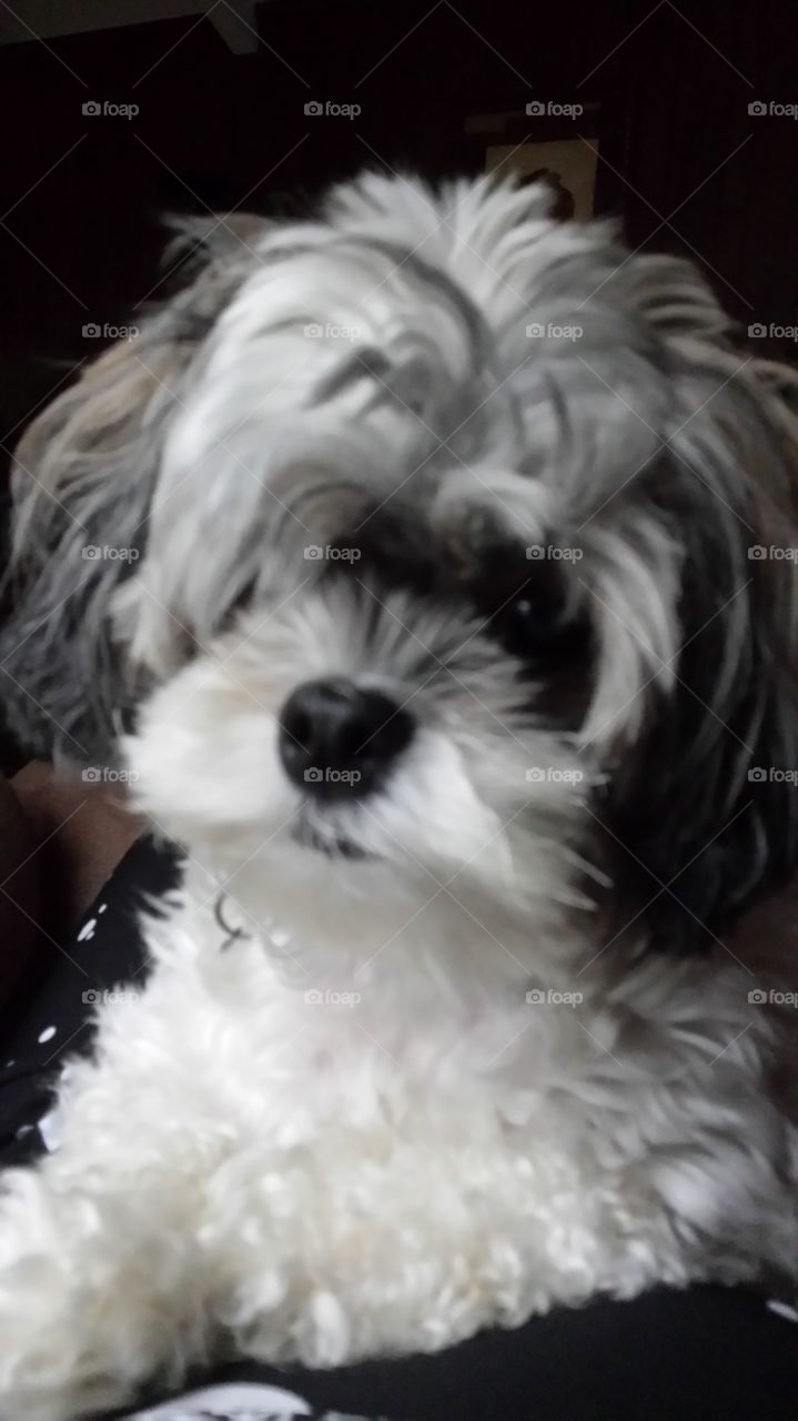 my puppy. relaxing puppy