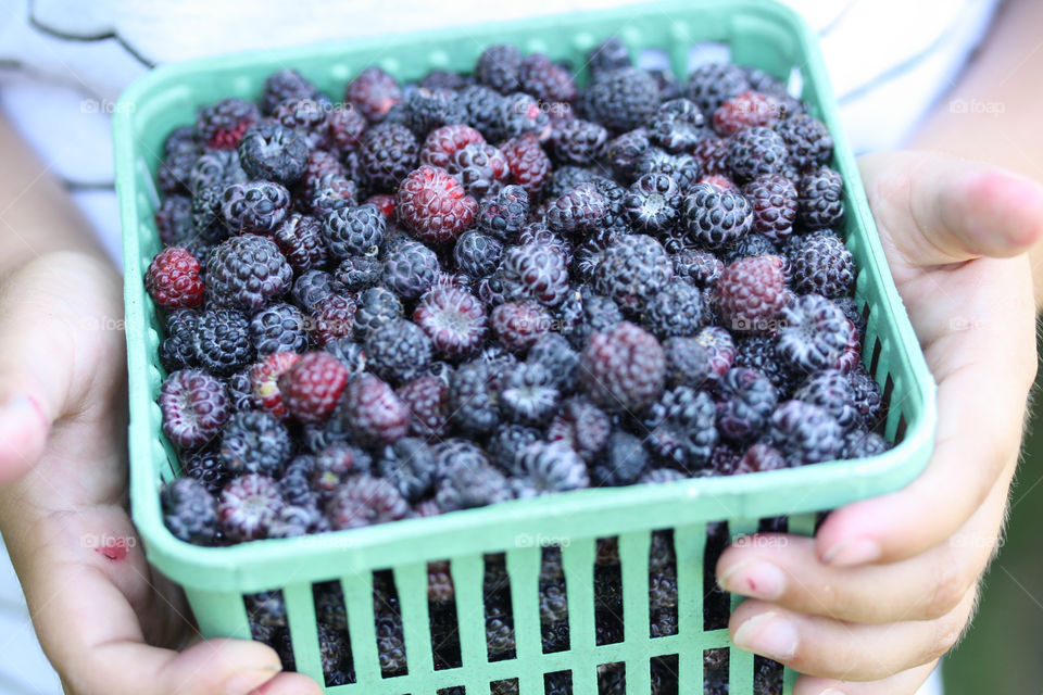 Child is holding container full of ripe wild blackberries