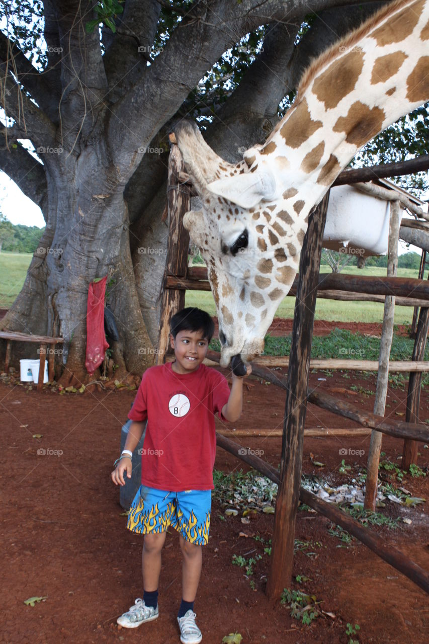 Asian boy touching giraffe