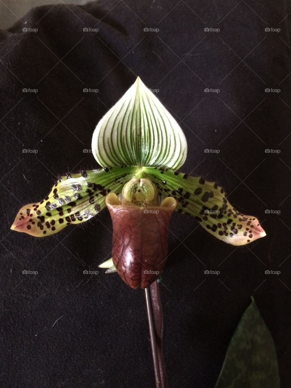 Orchid. Paphiopedilum in bloom