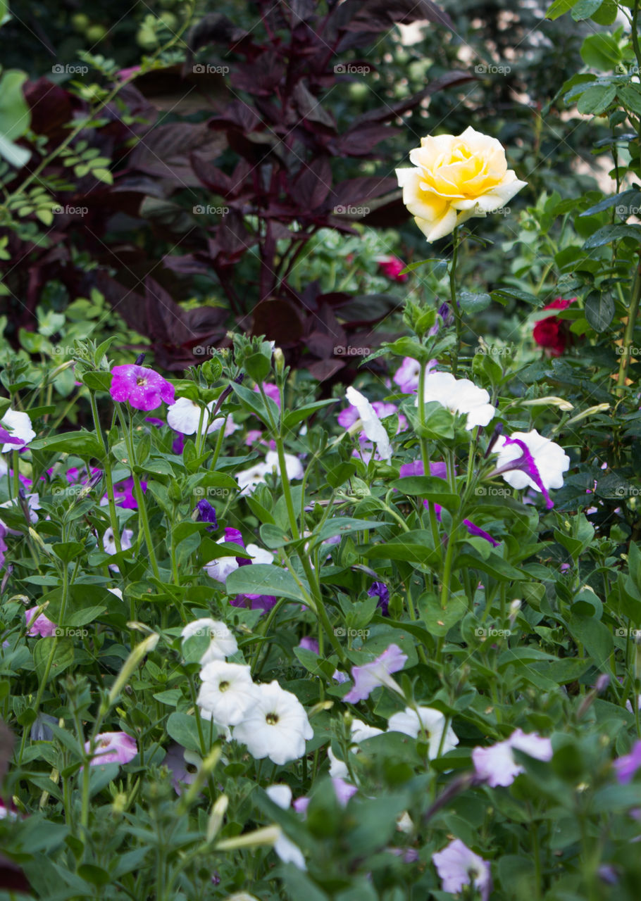 Flower, Flora, Nature, Leaf, Summer