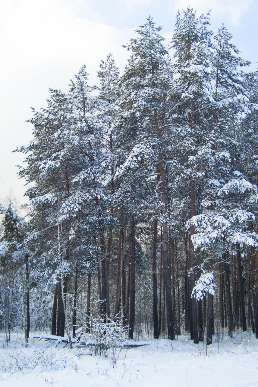 forest in winter. snow