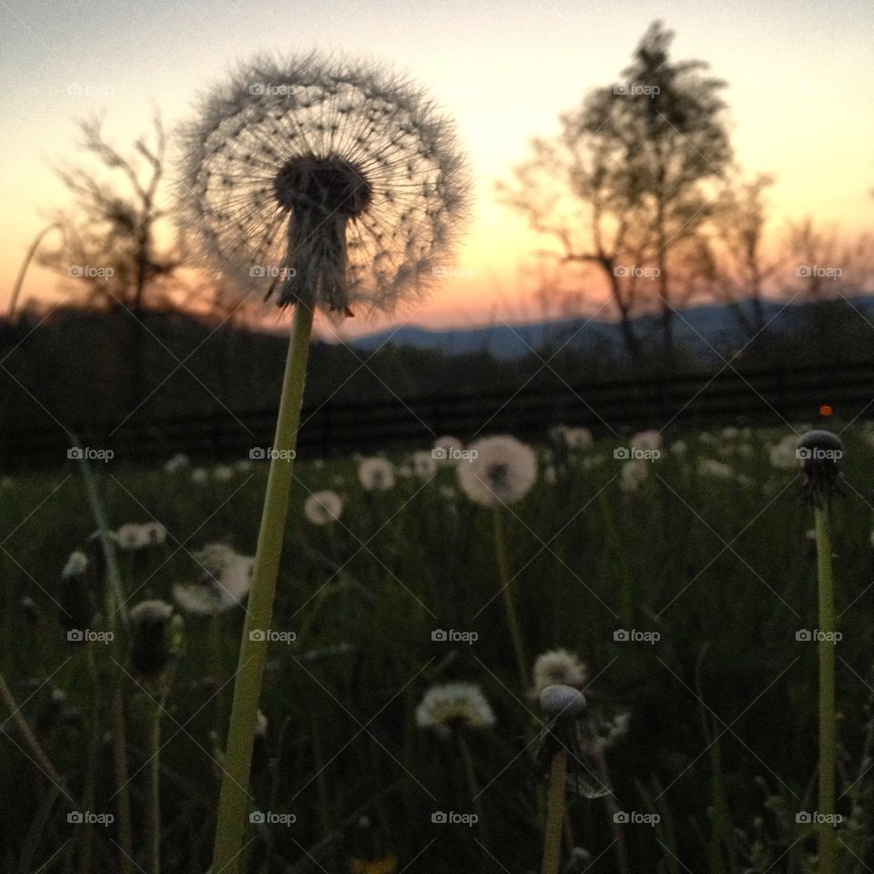 I don’t know why people say dandelions are weeds, I think they are pretty dope myself. 