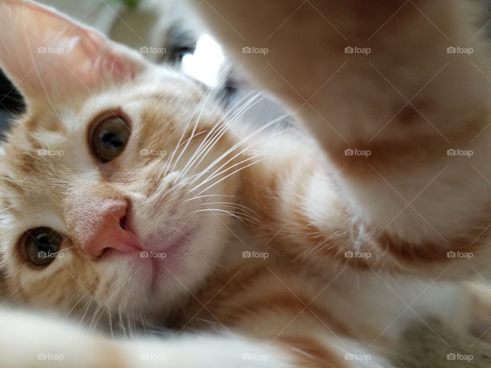 Kitten takes a selfie