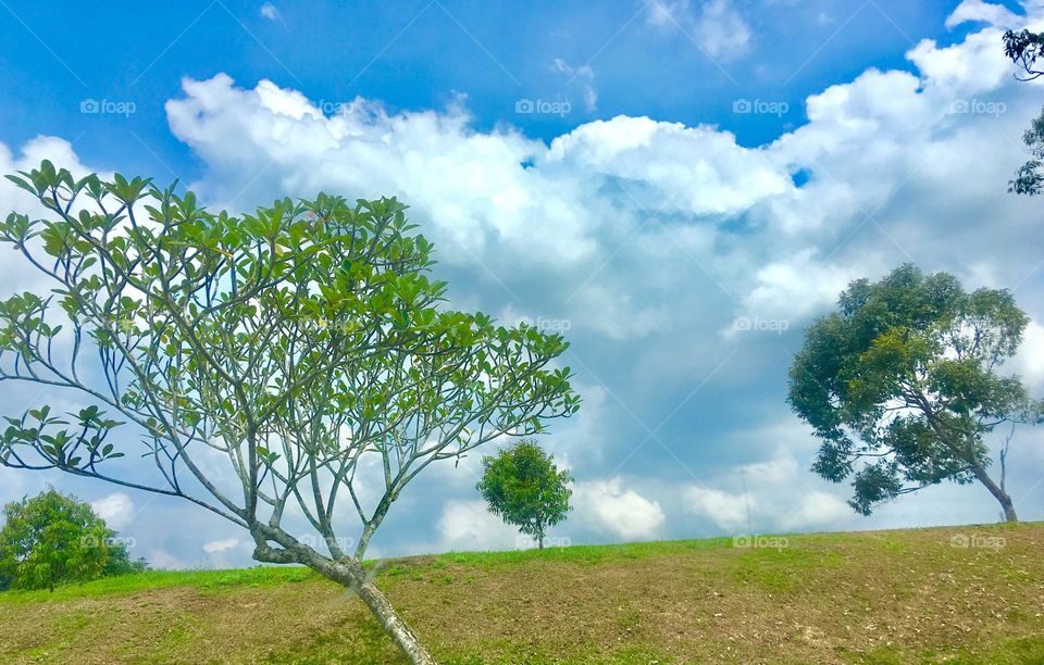 Beautiful vast white clouds against blue sky offering background to a hilly field with widely spaced trees