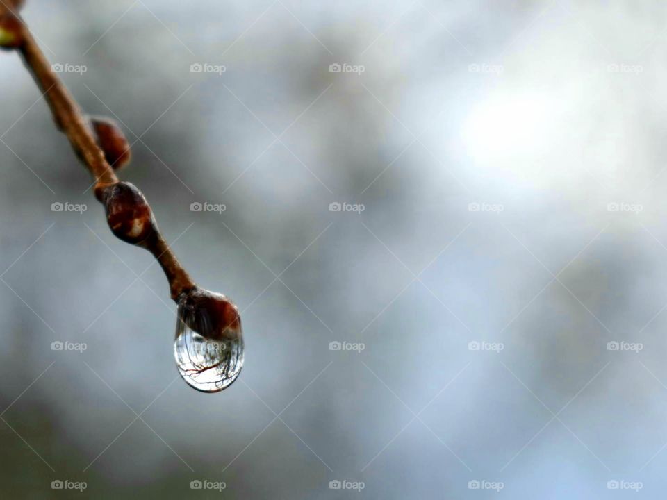 raindrop