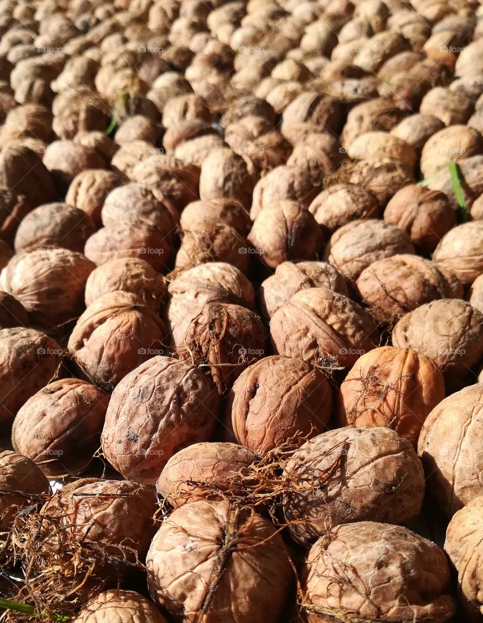 Wolnuts