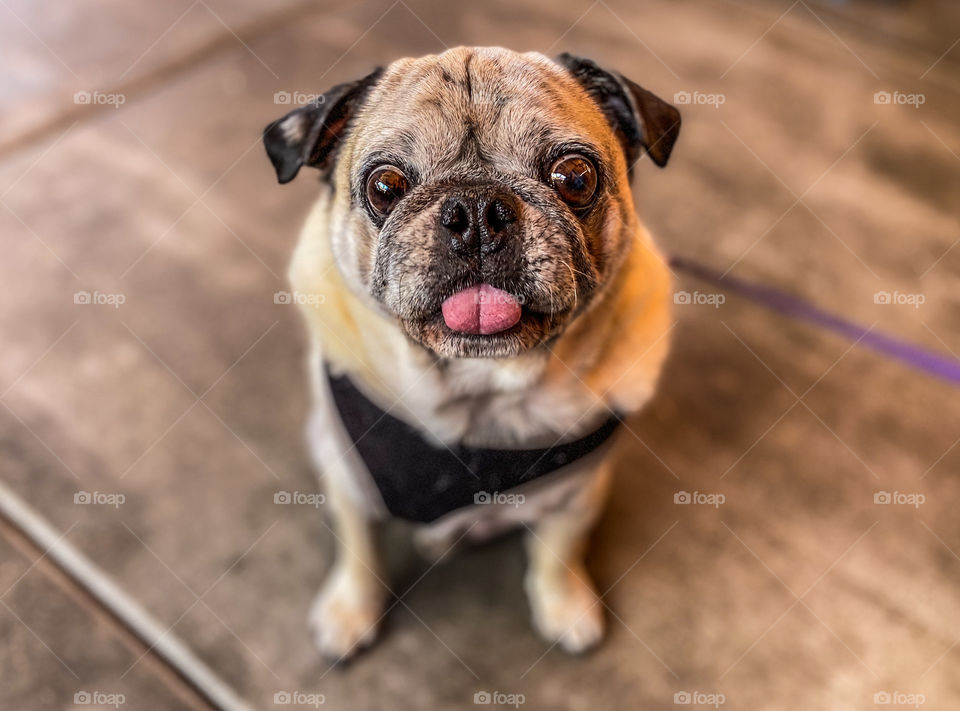 High angle view of an old pug dog with his tongue out 