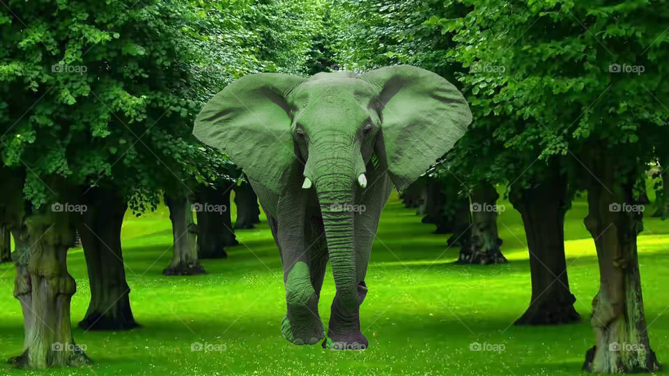 Elephant