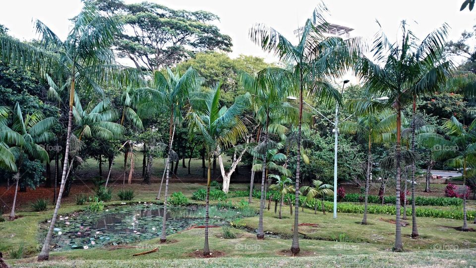 The little jungle in the way to the work