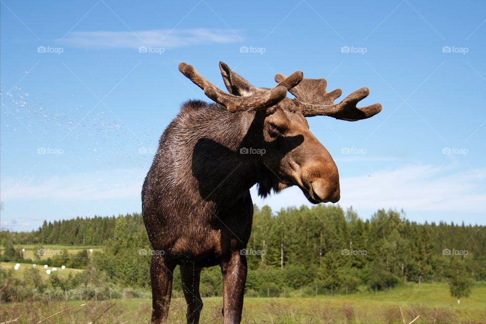 Moose standing in grassy field