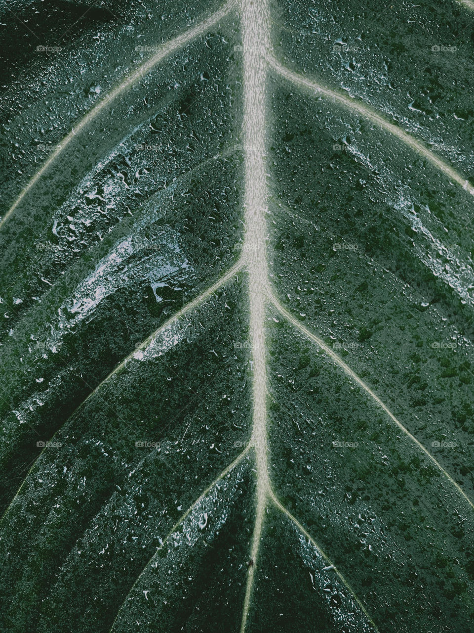 Extremely close up of Philodendron Gloriosum Leaf 