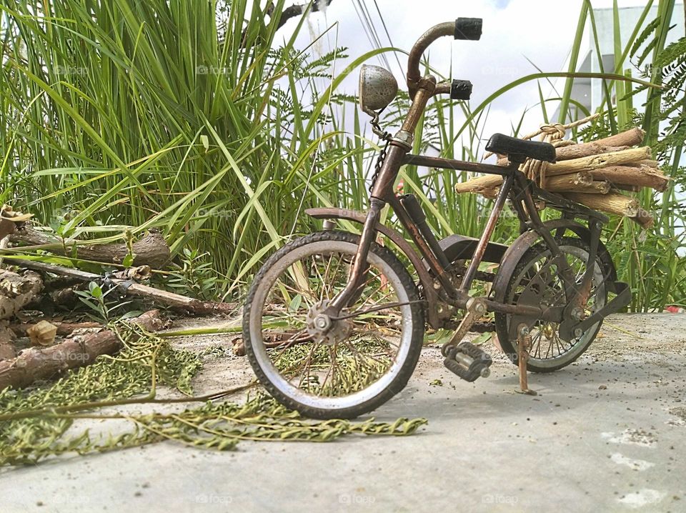 Looking for firewood