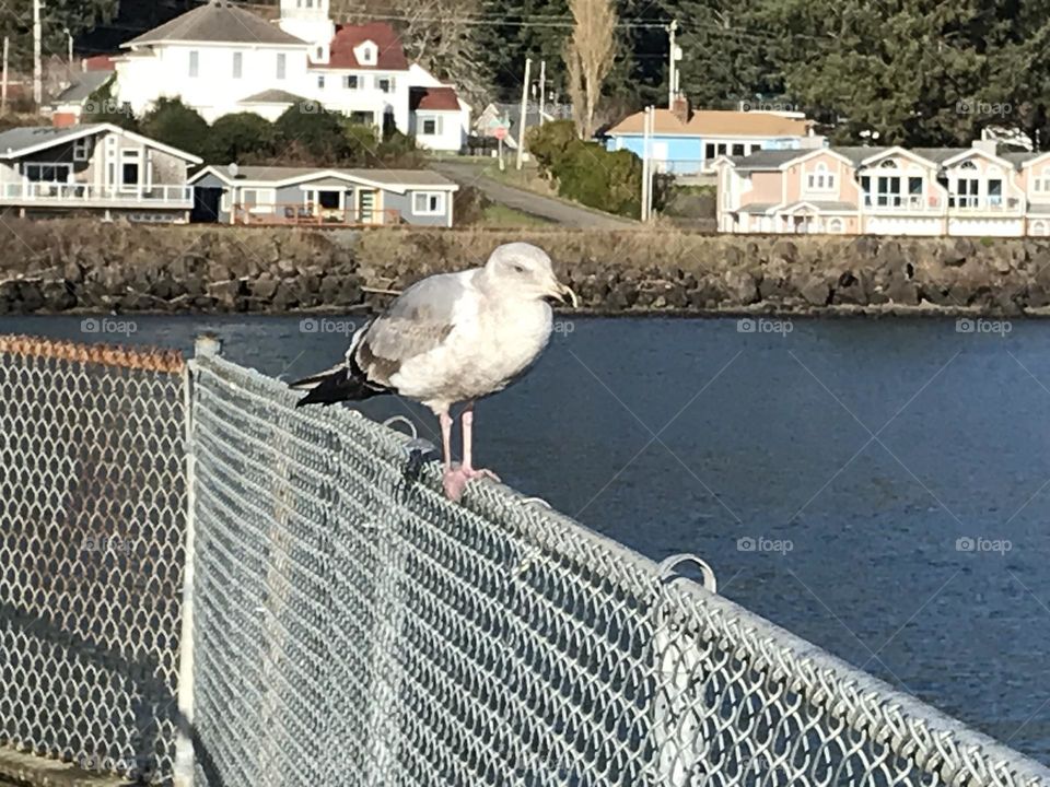 Seagull on the fence
