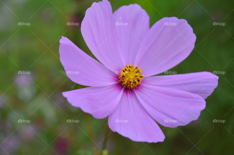 High angle view of flower head