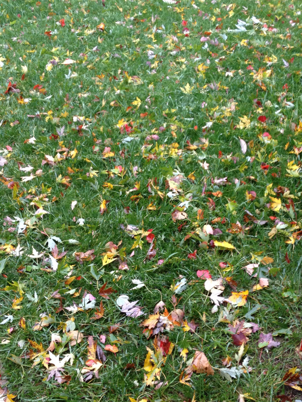 leaves fall autumn kawh823 by KAWH822