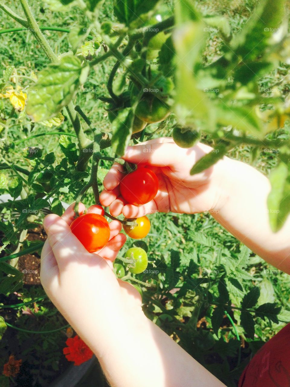 Grown by a three year old