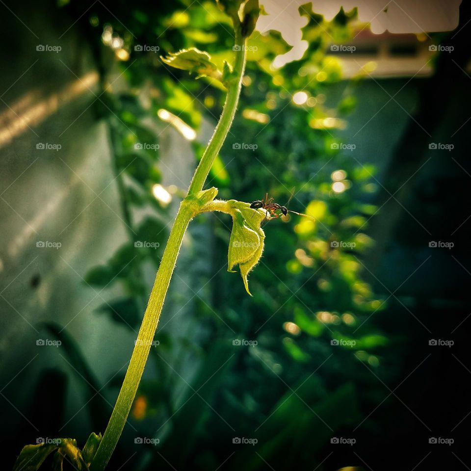 mobile series:plants