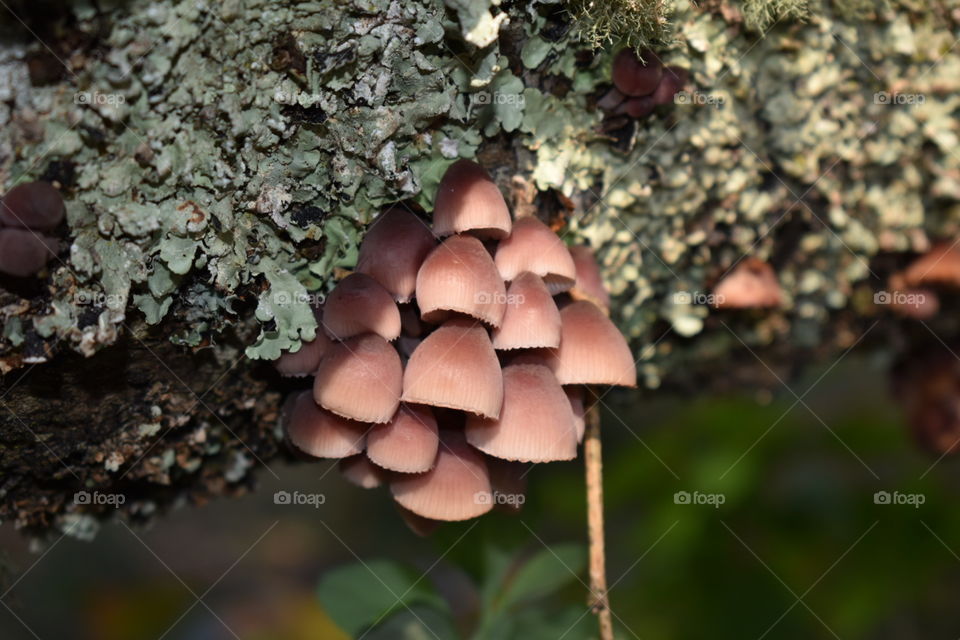 Mushrooms on a dead tree 
