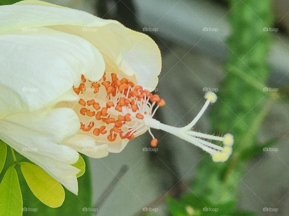 opening white hibiscus