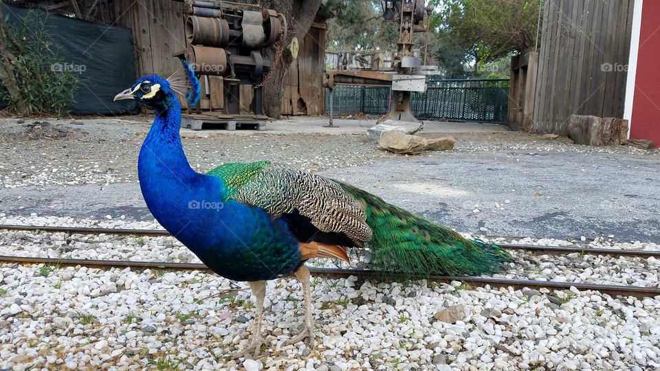 Peacock