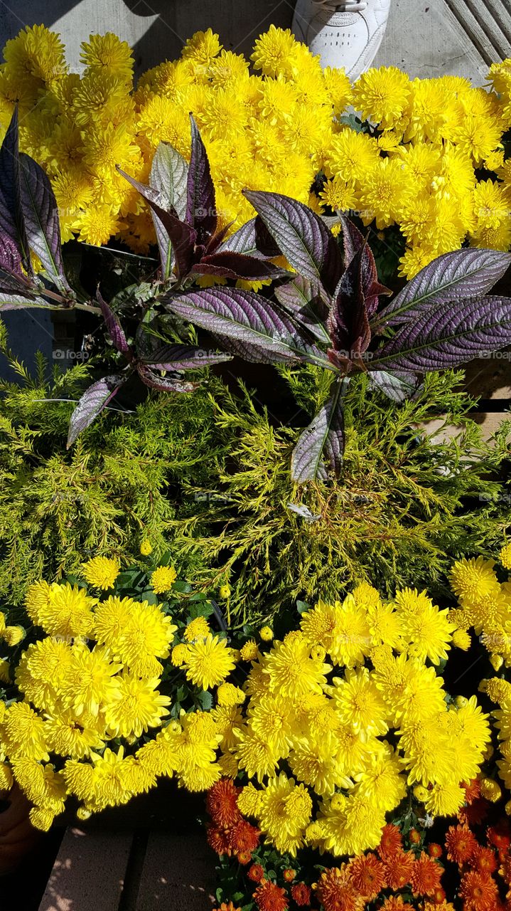 yellow flower bed with leaves