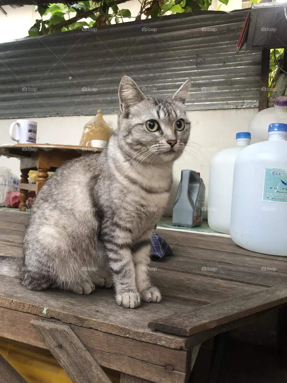 Cat