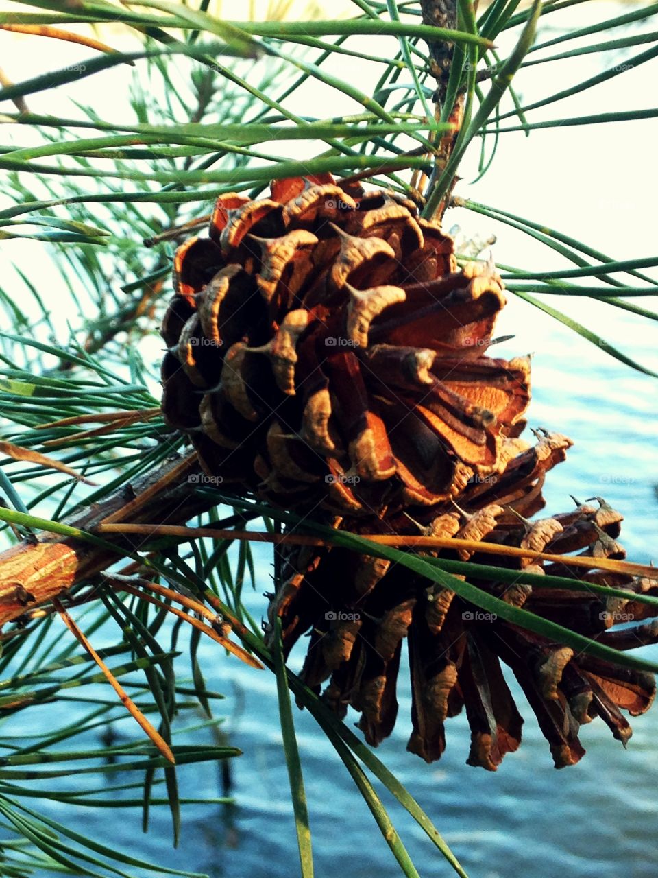 Pinecone