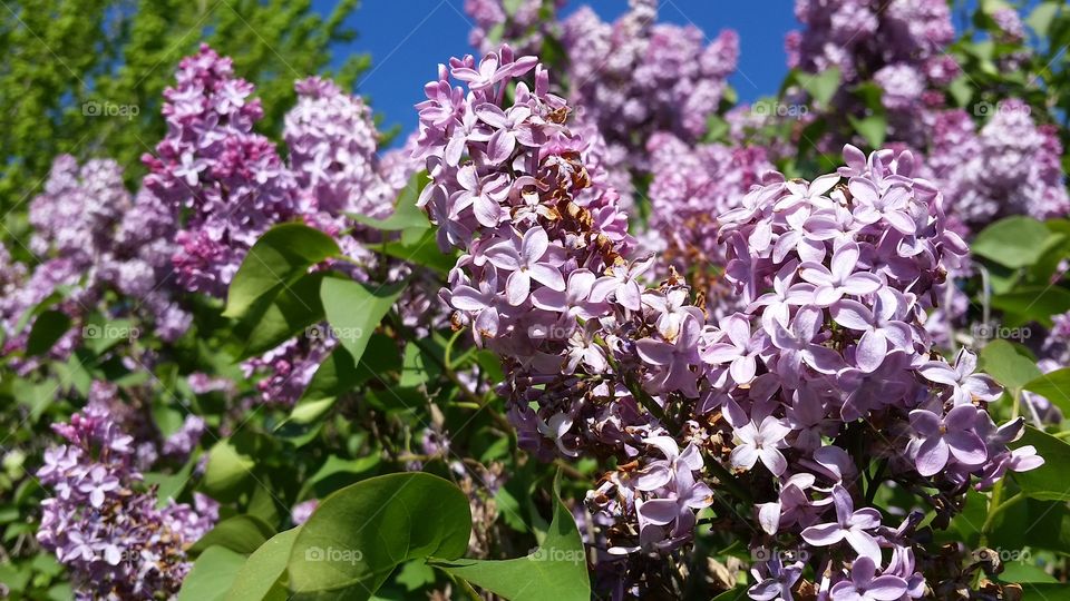 lilac. lilac bush