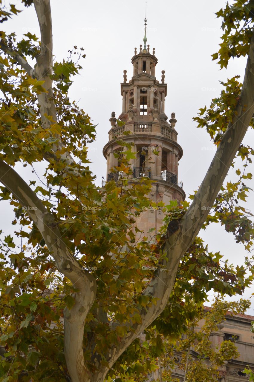 Tree and architecture