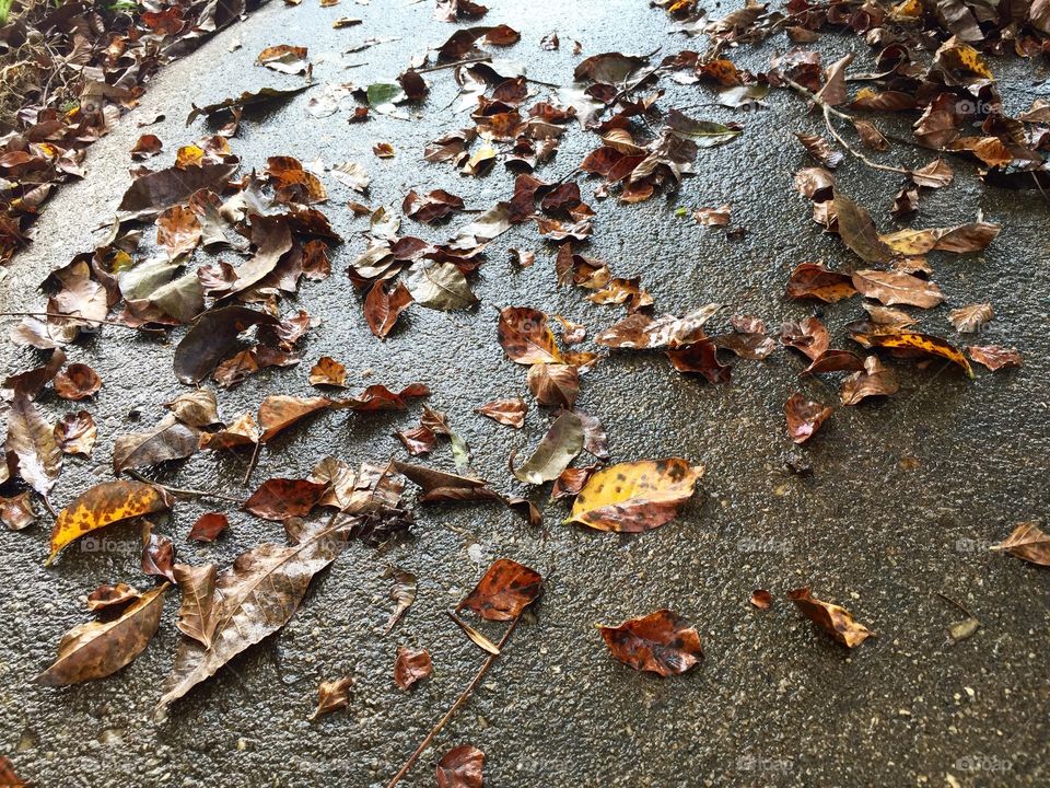 Autumn foliage after a rain