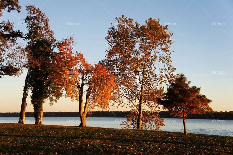 Trees Along the Riverbank