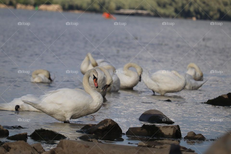 Flock of swans