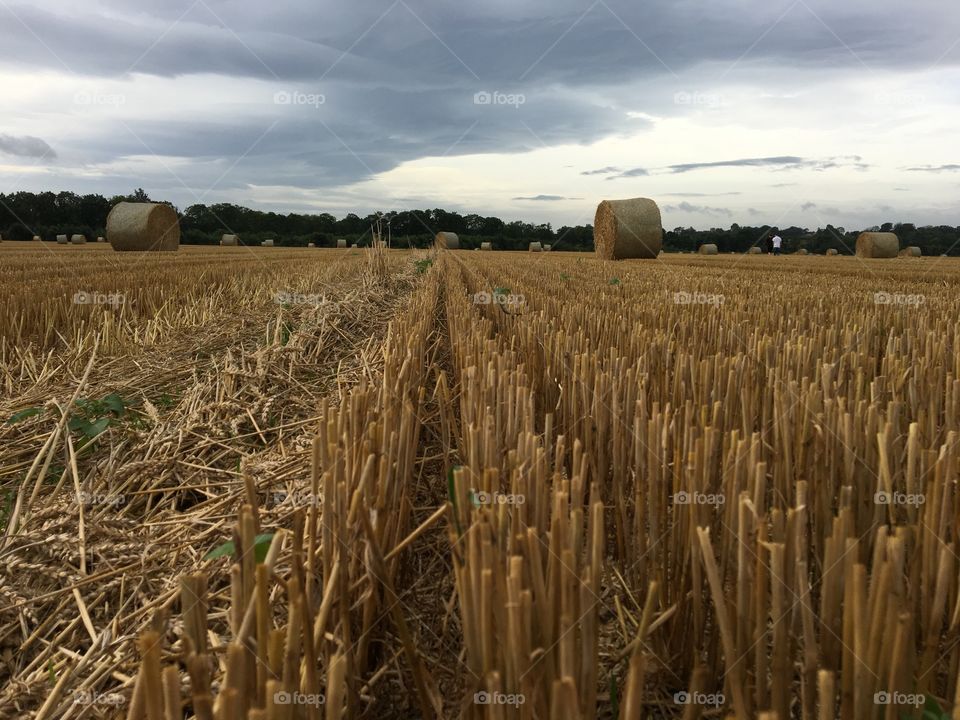 Gathering the harvest ... fields cut ... hay Bales left to dry ... storm brewing 