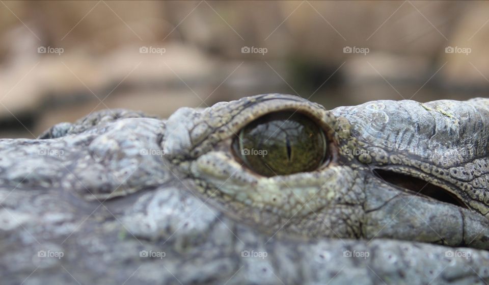 eye of crocodile