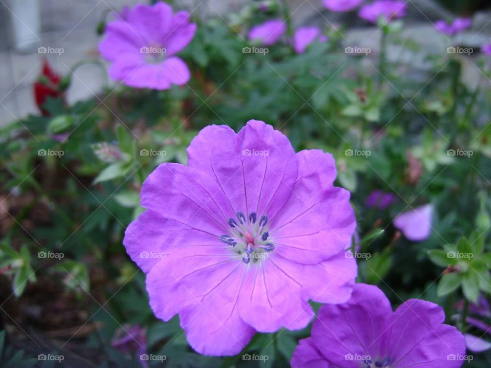 nature pink flower purple by jmh