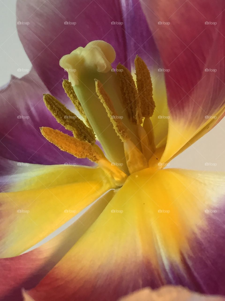 Open tulip